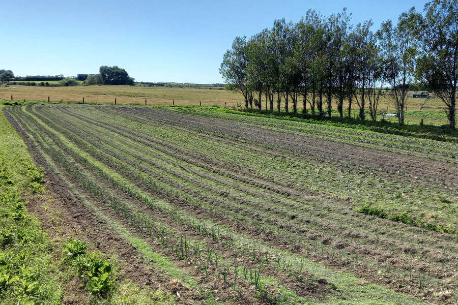 Southern Star Produce