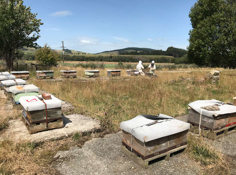 Wild South Honey