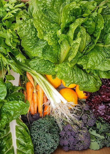 Pikiroa Organic Farm